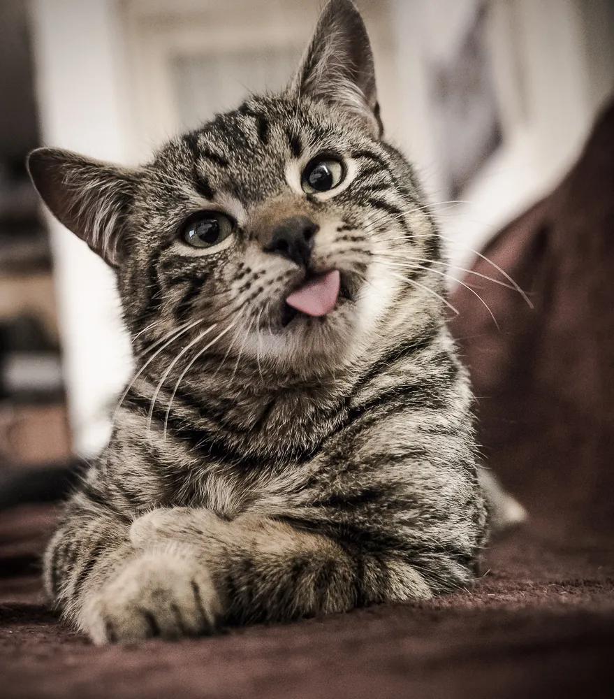 逗猫咪玩它喜欢咬人是什么原因,猫咪喜欢轻轻咬人是什么意思