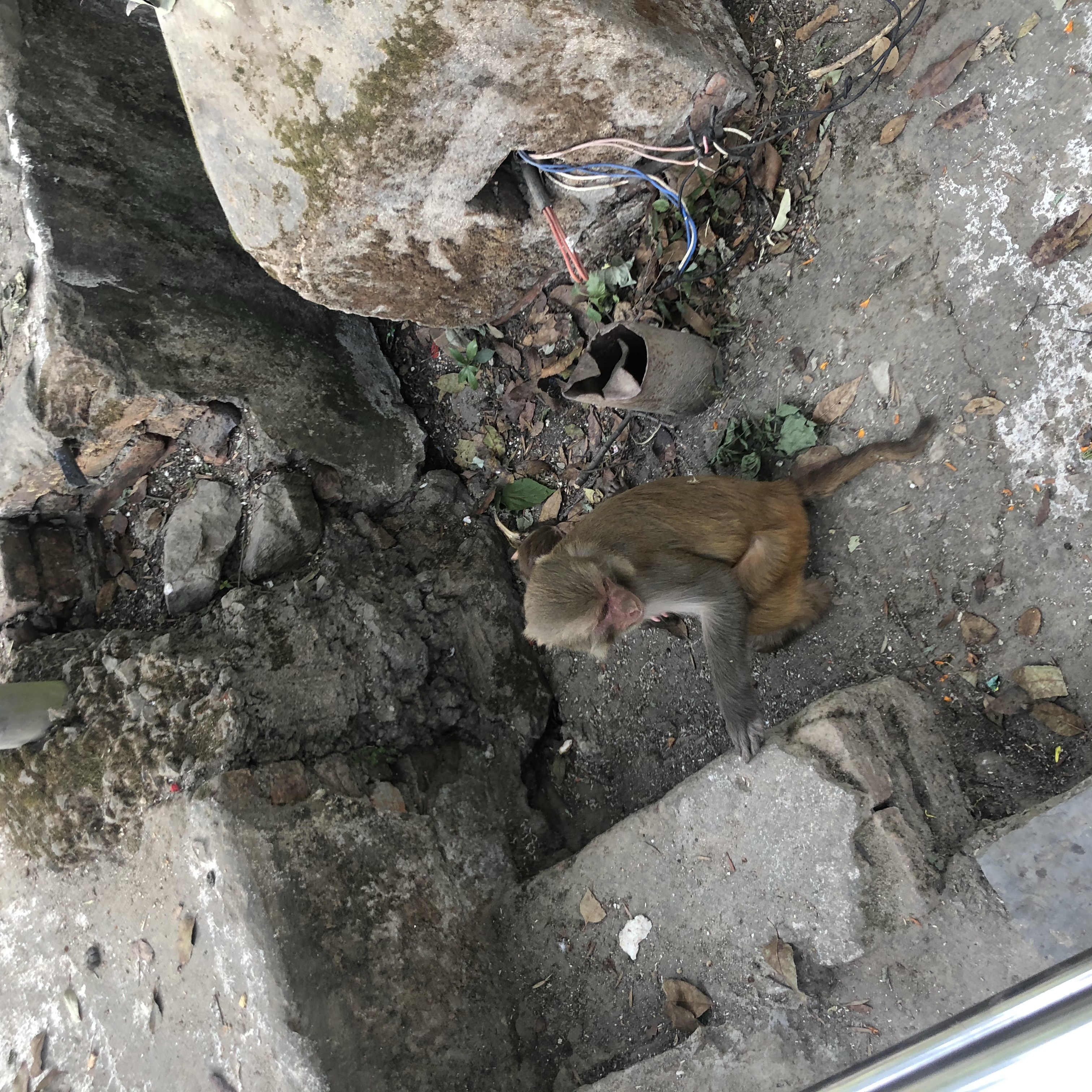 尼泊尔自由行第三天视频,尼泊尔自驾游纯玩路线定制