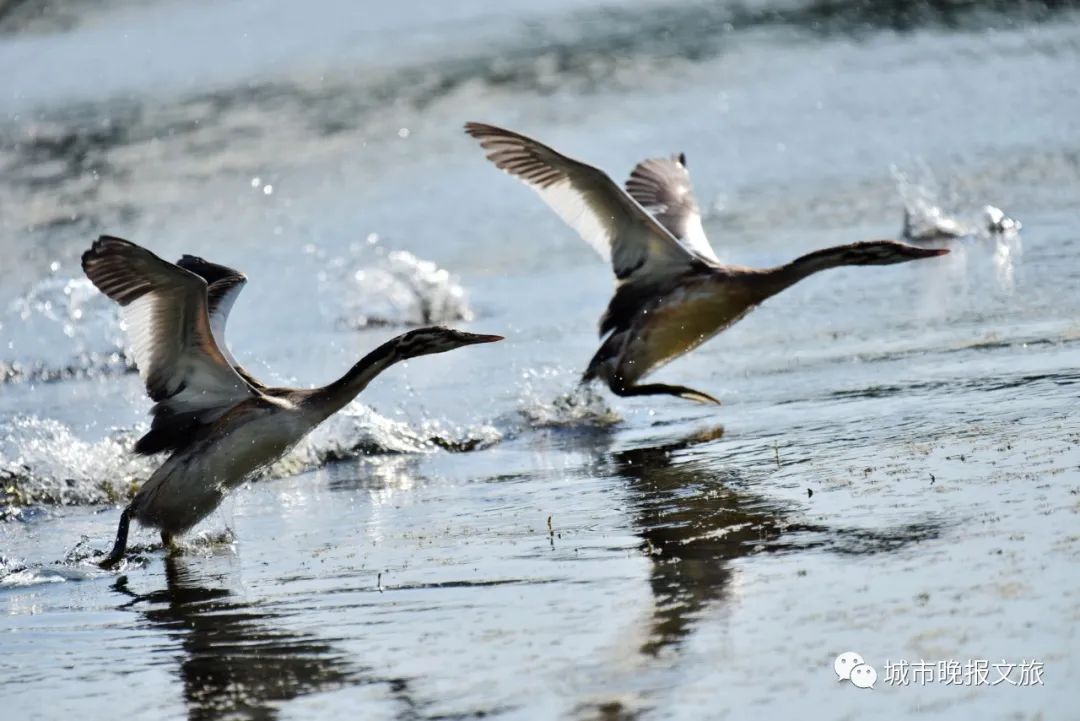 城晚拍拍丨飞鸟过帆影