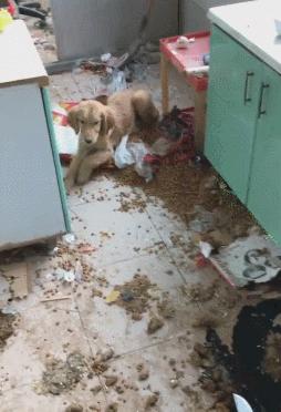 金毛犬忠诚到什么程度,金毛犬的魅力有多可怕