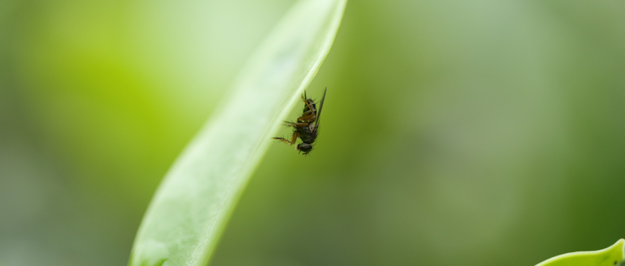 苍蝇在食物上爬过食物还能不能吃,苍蝇在食物中发生的事