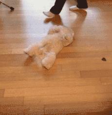 狗狗爱乱跑爱黏人怎么办,狗狗太粘人了怎么办一离开就叫