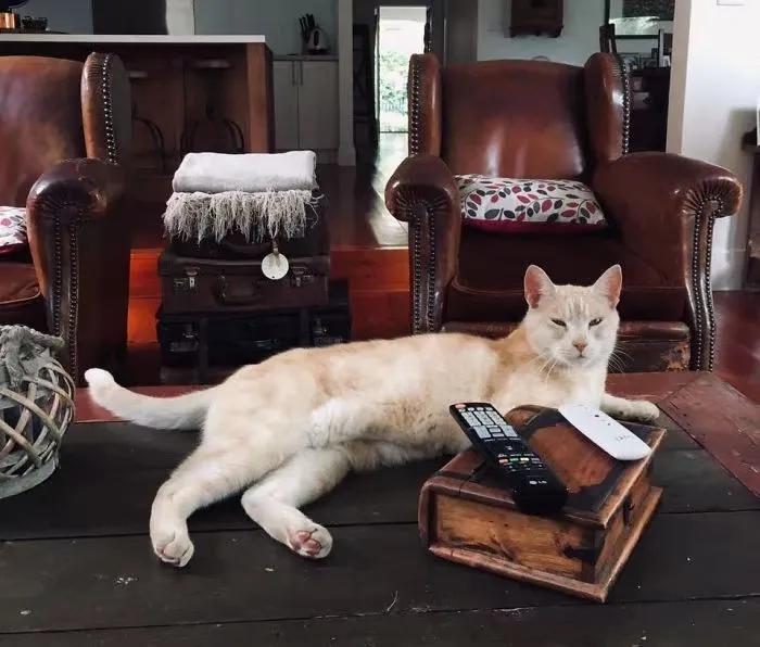 关于猫咪的可爱故事,可爱的小猫咪儿童故事