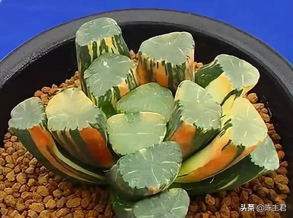 十大最贵法师多肉排行榜,玉露多肉最贵多少钱一棵