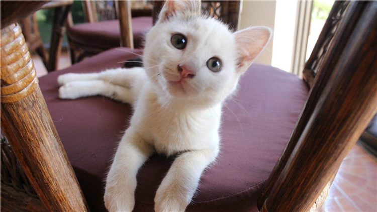 眼屎突然多且黄还粘稠怎么处理,猫咪眼屎特别多