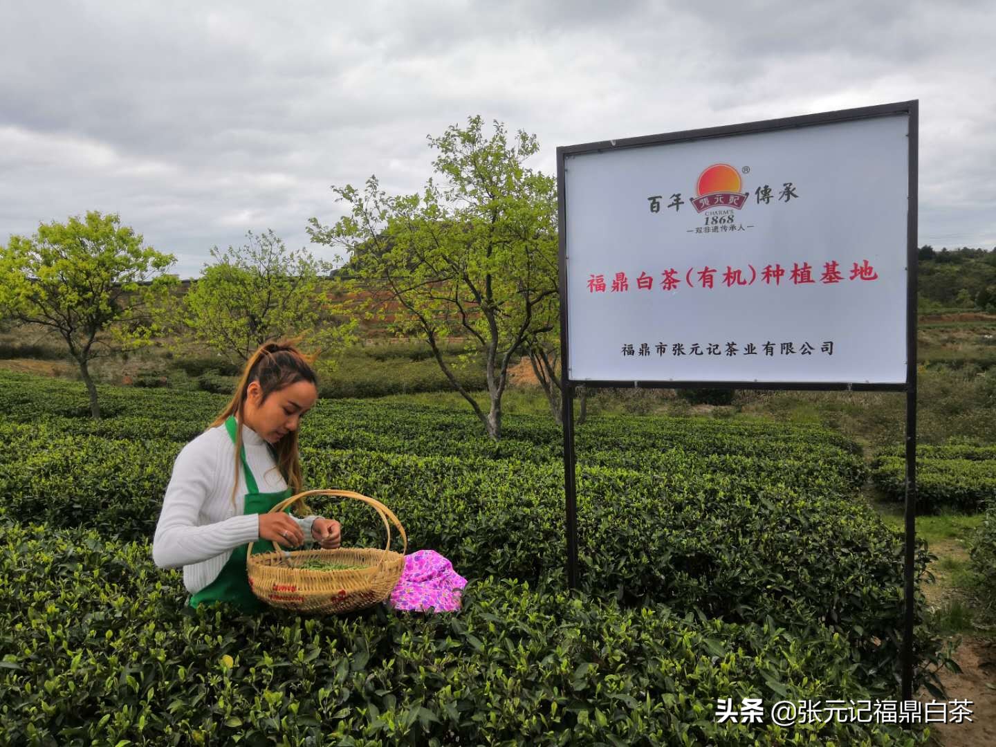 张元记福鼎白茶白牡丹,福鼎白茶张元记