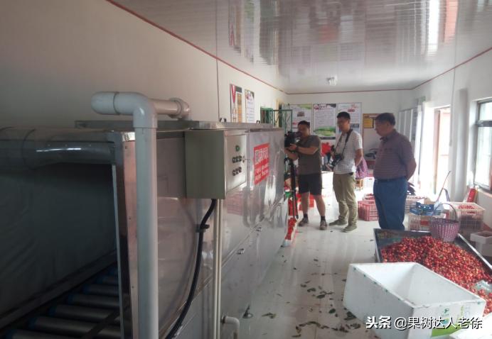 樱桃树如何正确种植,樱桃好吃树难栽真的就这么难么