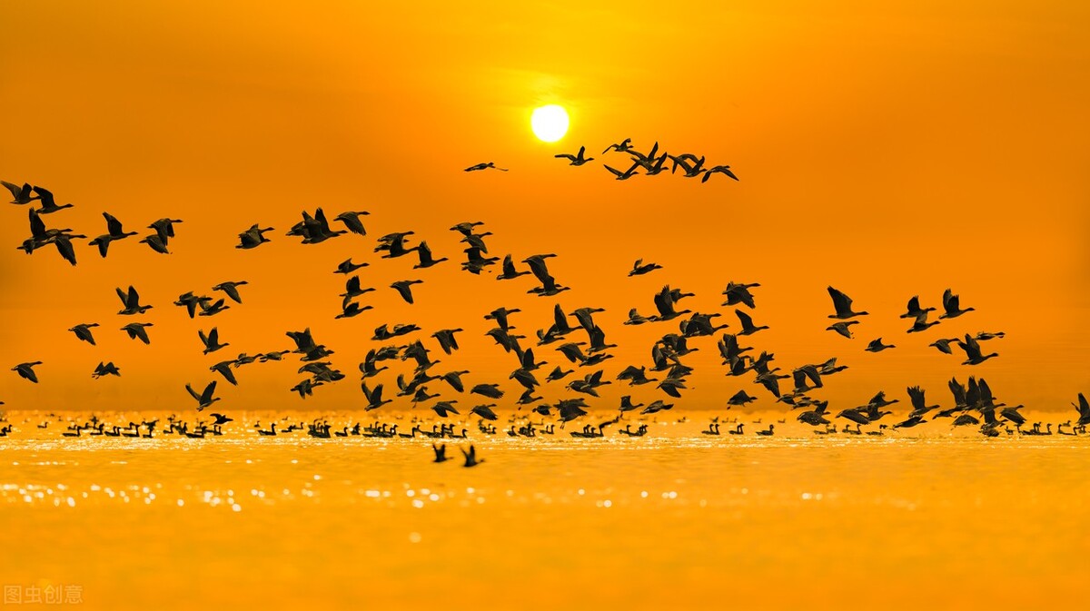 陈百强冷门歌曲,陈百强的歌曲孤雁完整版