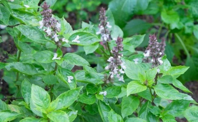 男人香吧,不是罪