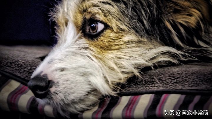 狗狗肝癌晚期临死七大症状,狗狗肝癌吃什么药