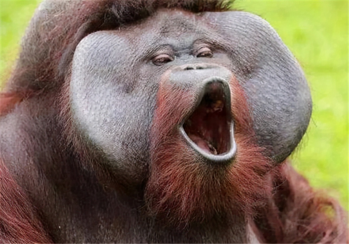 动物大猩猩深度解析,人科动物图谱