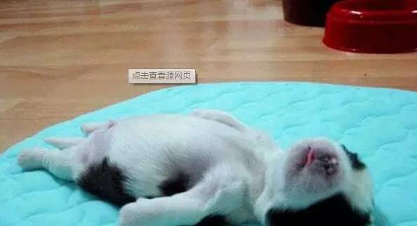 狗狗突然在房间乱拉乱尿怎么回事,怎样训练狗狗不在家乱拉乱尿