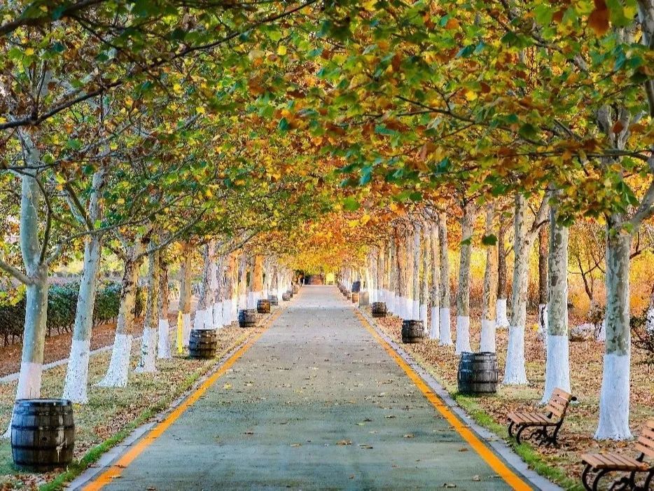 一路遐思入初冬，美好如约而至——张裕卡斯特酒庄