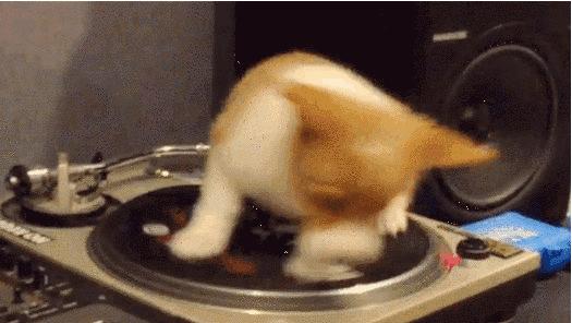 奶狗接回家怎么养,奶狗刚抱回家