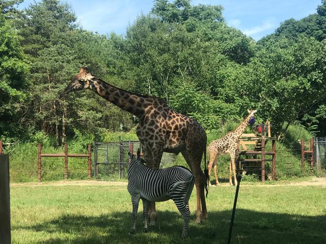探访华盛顿动物园,波士顿公园周边游