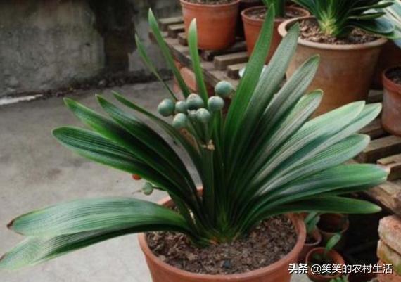 君子兰如何浇水小视频,君子兰怎么浇水的正确方法