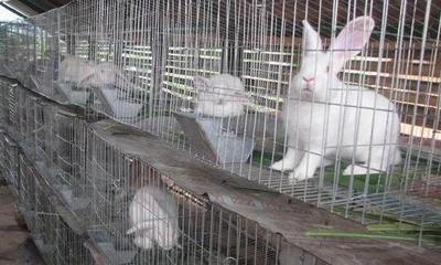 肉兔养殖技术和利润,肉兔养殖技术和投资