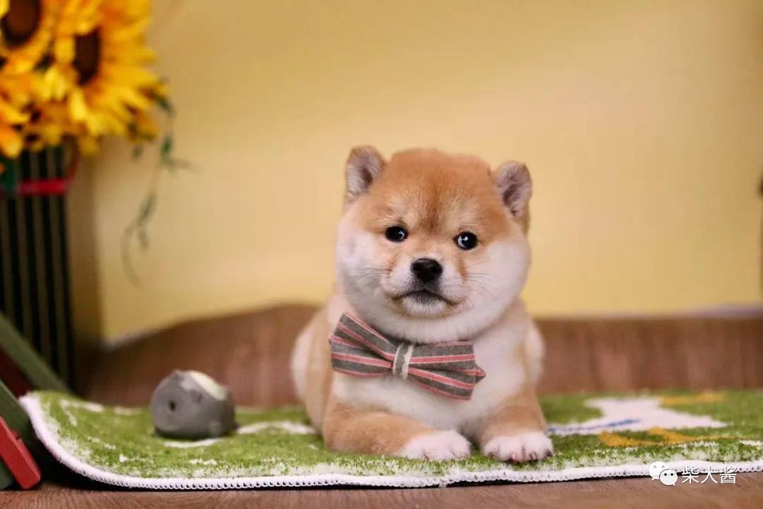 柴犬发疯似的乱叫乱跑然后死亡,柴犬刚接到家发抖