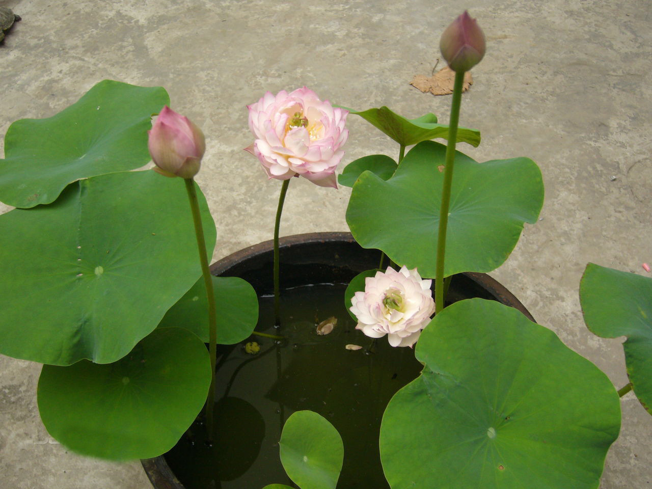 碗莲为什么不开花怎样养才能开花,碗莲怎么养才能开花又快又多