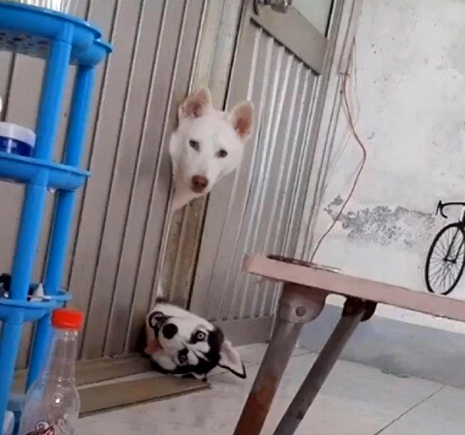 哈士奇破坏力很大吗,哈士奇的破坏力有多大