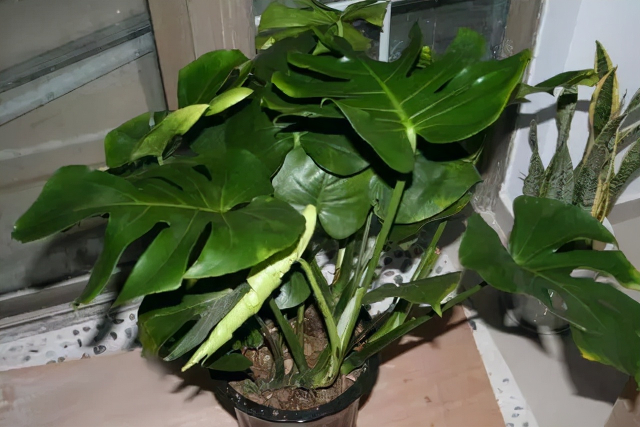 家里种什么吸甲醛最好,车内种什么植物可吸甲醛去异味