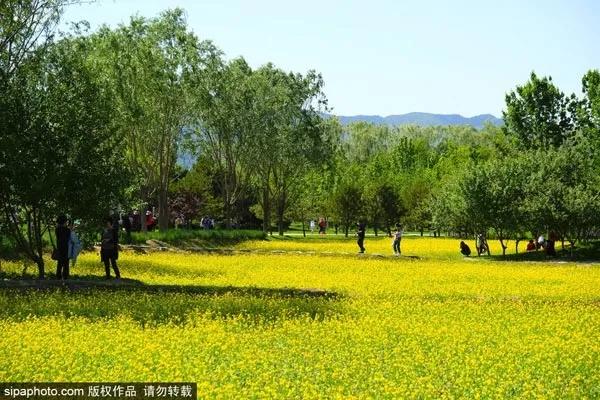 五月赏芍药花的地方,四月下旬北京赏花好去处