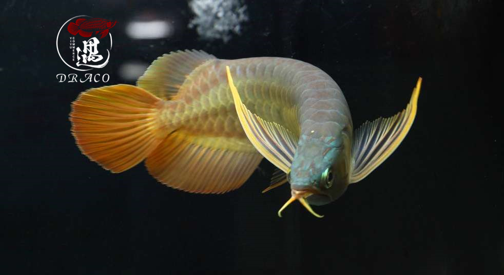 龙鱼不喂大麦虫后拒食,龙鱼要买高背还是过背的