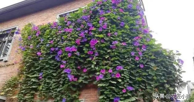爬藤植物100种,5种爬藤花适合在院子里种植