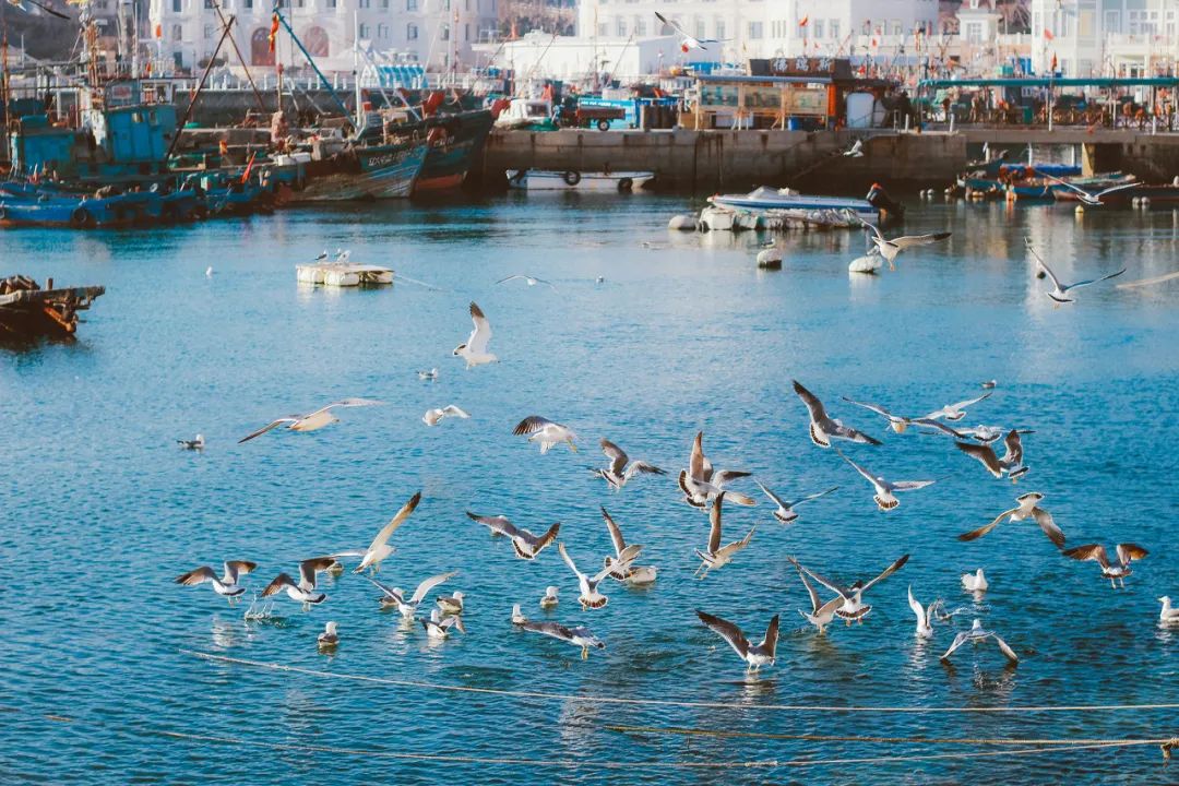 想去大连了,还有人想去大连吗