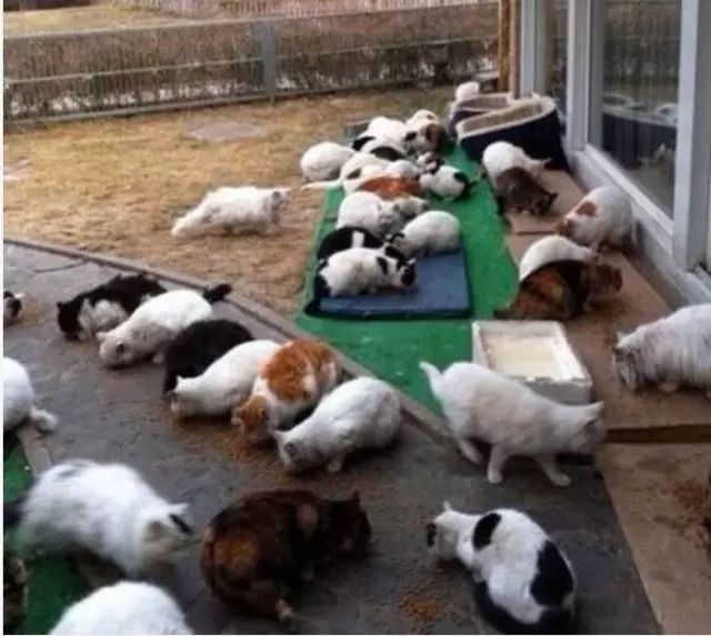 哪些明星养猫最好养,盘点明星们养的宠物