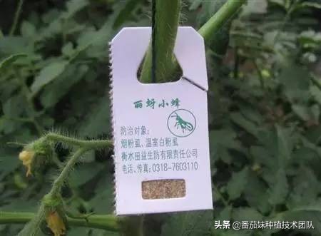 番茄叶子上老出一种白色幺蛾子是啥？咋办？几个大招彻底解决