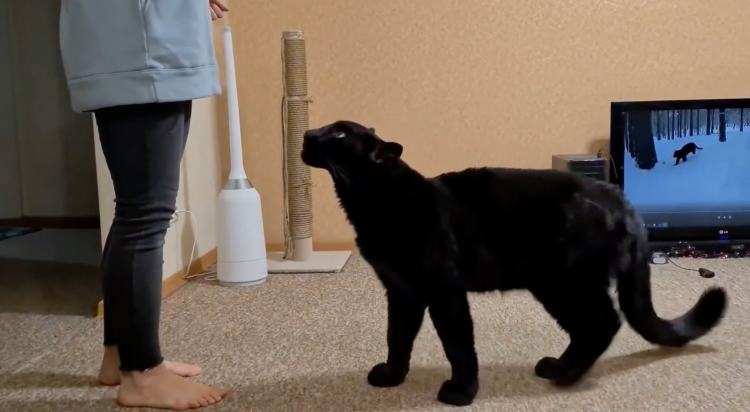 我的萌宠鸟类,我的萌宠是只牛原版