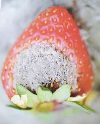 福建草莓露天种植全过程,露天草莓种植管理技术和方法