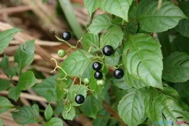 那些常见却叫不上名字的野花野草,常见的野花野草却是农家之宝