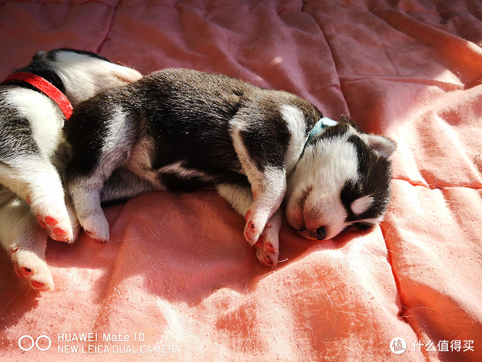 一次创世纪的生活体验—记哈士奇当妈妈