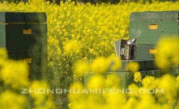 蜜蜂双王群养殖技术,蜜蜂的养殖技术要点