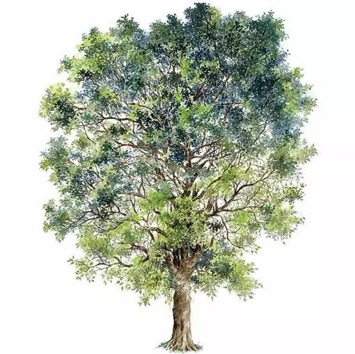 十种不同树叶的画法,五种不同树木的画法简单的