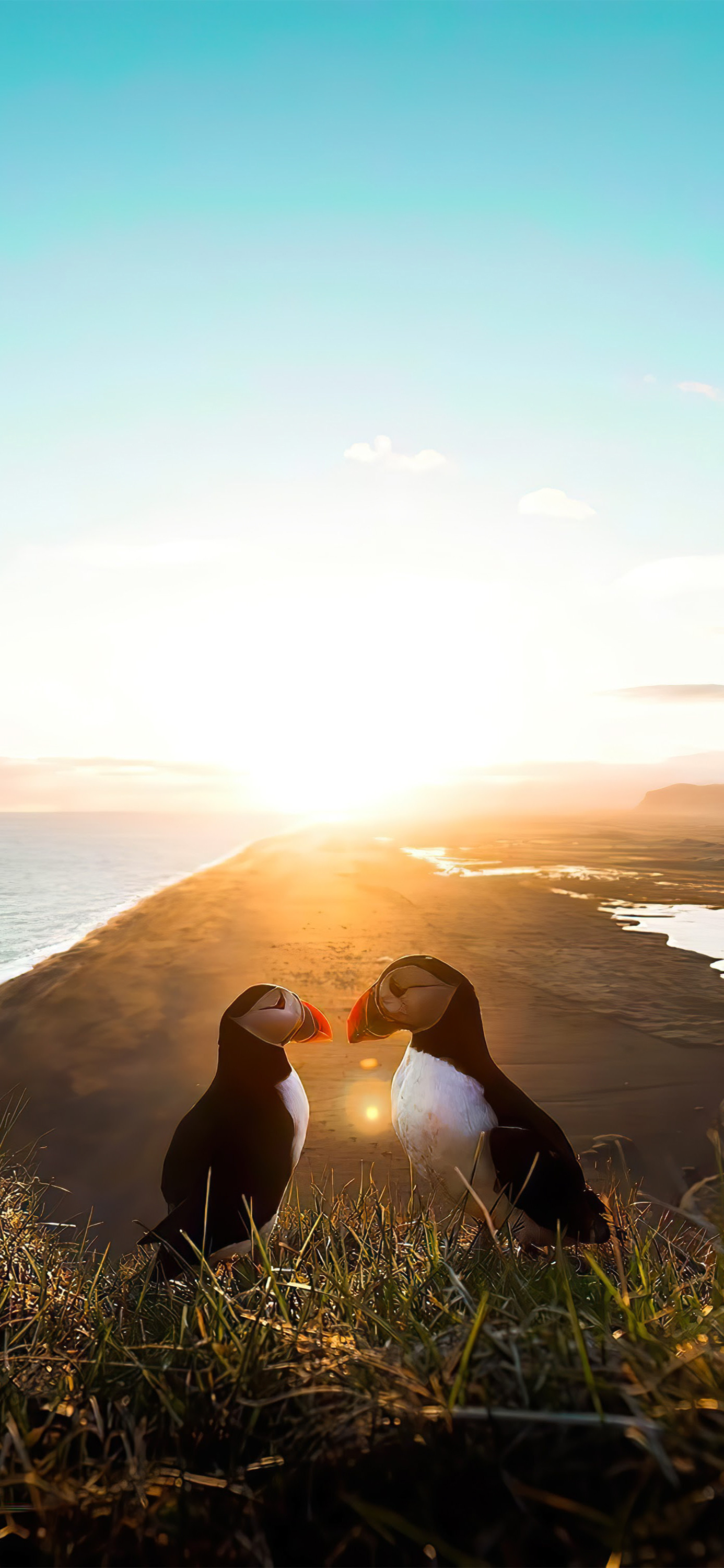 花鸟壁纸动物壁纸,动物壁纸高清手机壁纸