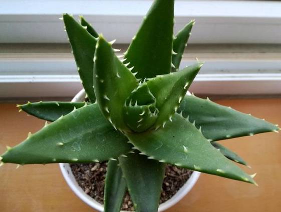 耐活好养的盆栽植物芦荟,芦荟全身都是宝