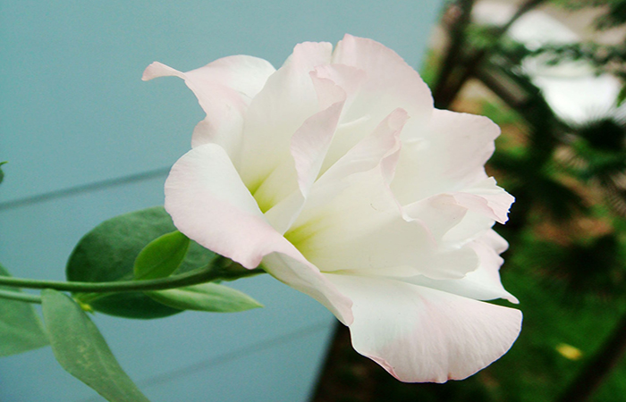 世界上最贵的花是什么,世界上最贵花