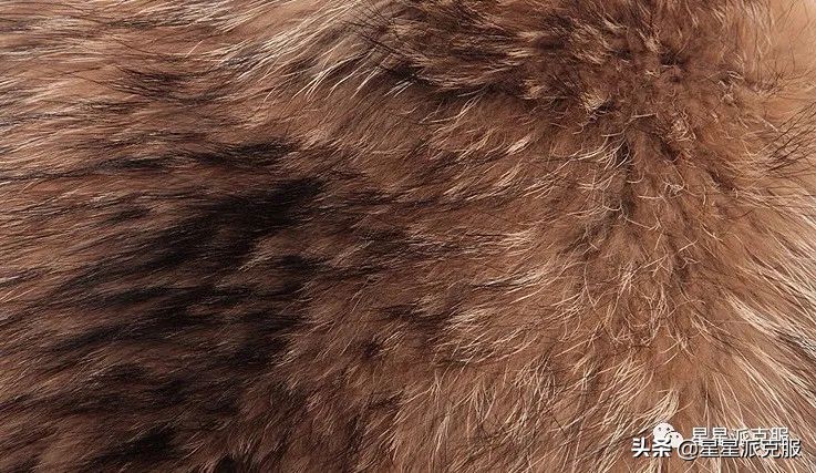 怎么辨别派克服貂毛,如何判断派克服内胆是狐狸毛