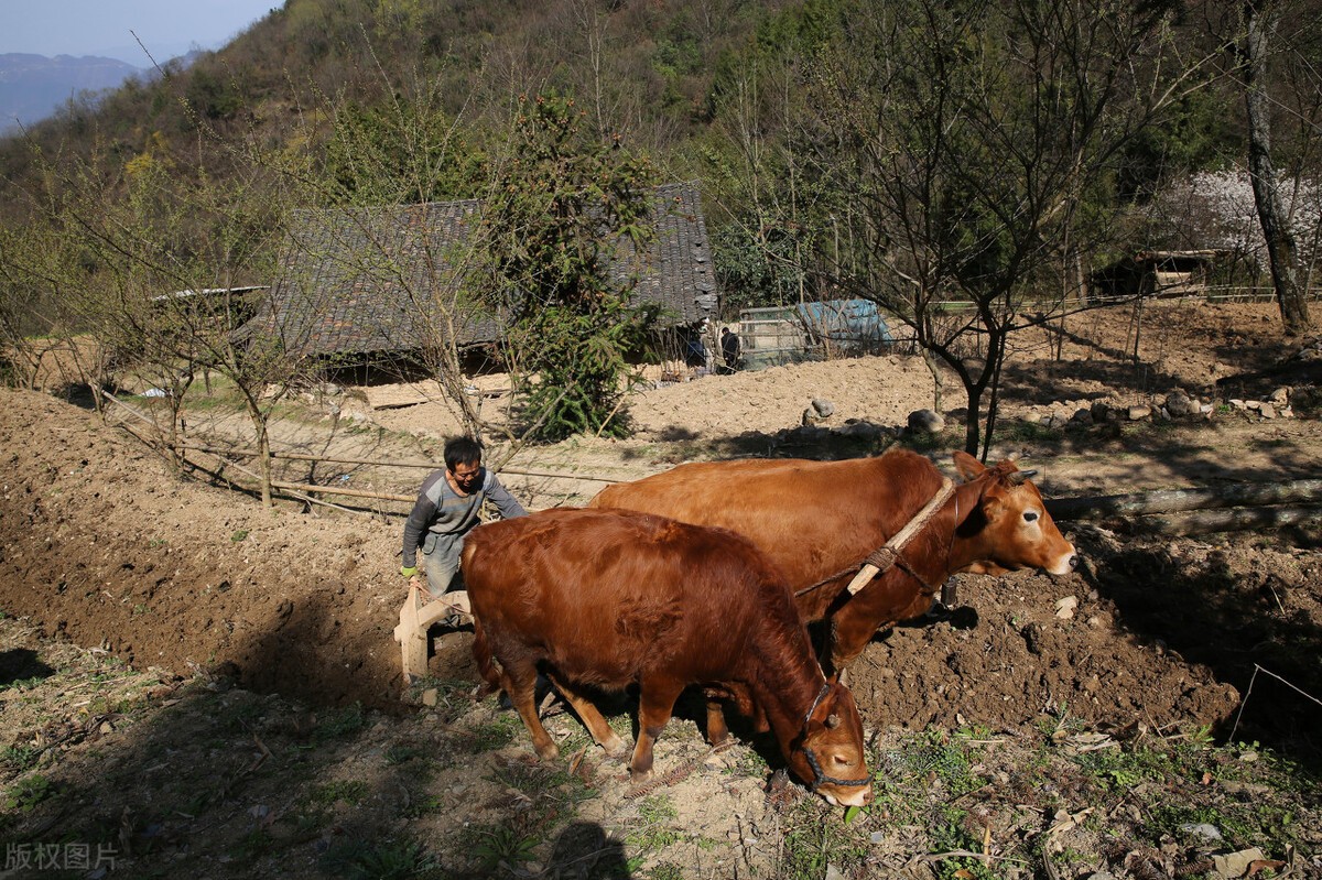 魔芋种植技术,魔芋的家常做法