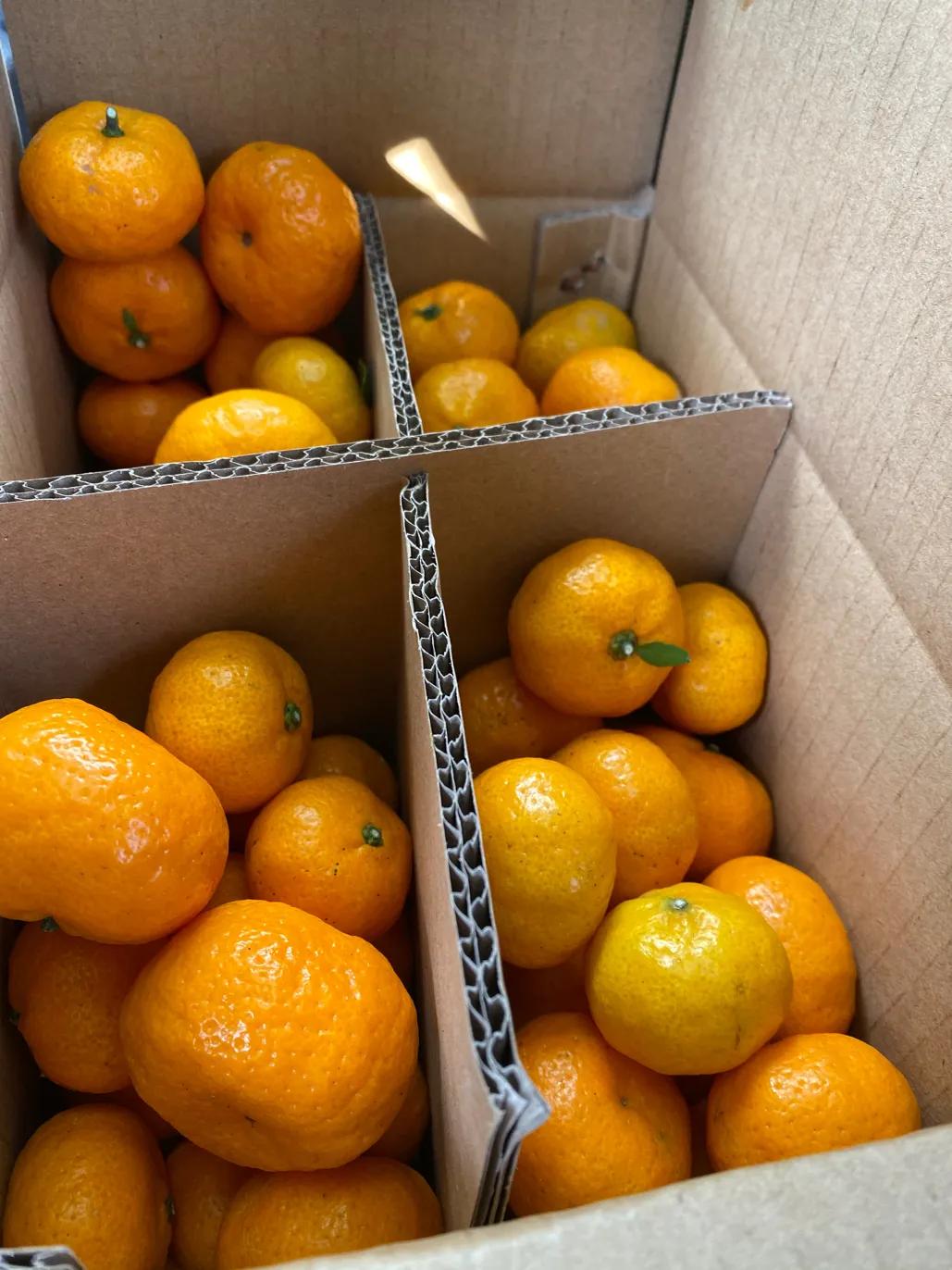 南丰贡桔怎么样,南丰贡桔价格今天多少钱一斤