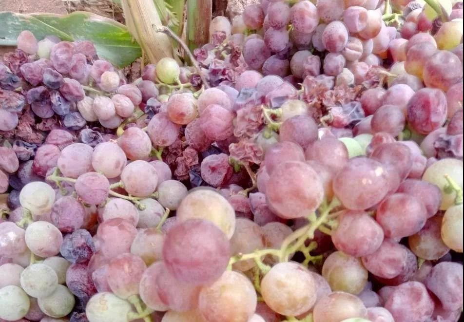 葡萄成熟期软果原因,葡萄成熟期穗枯落果最佳解决方法