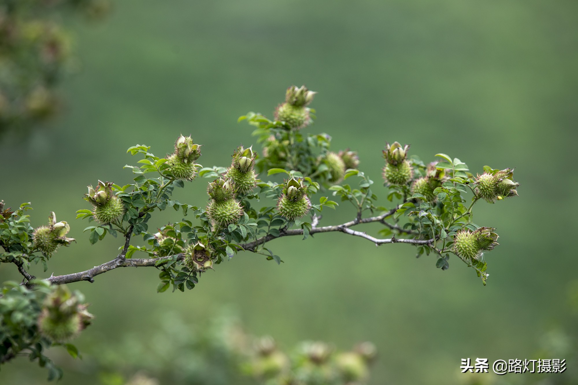 贵州这个县级市不简单，川黔要塞避暑胜地，靠一种水果跻身土豪榜