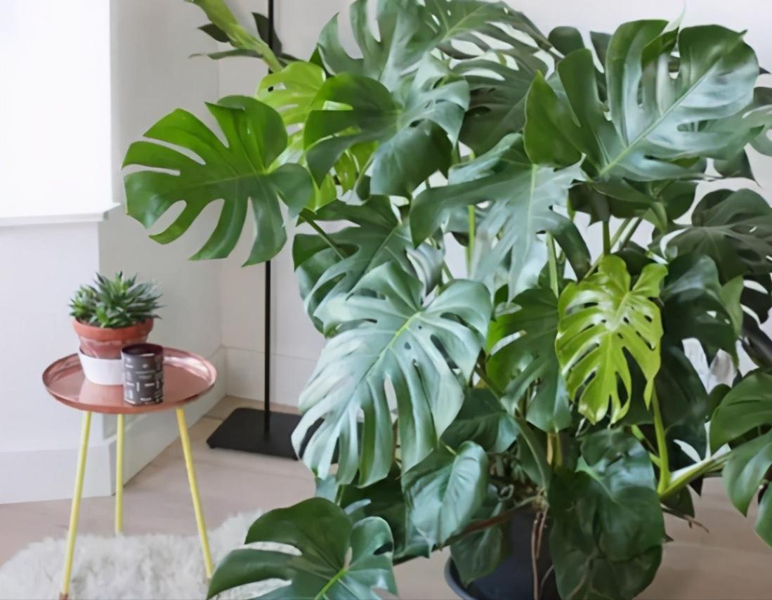 吸毒花怎么养,家庭好养的无毒花