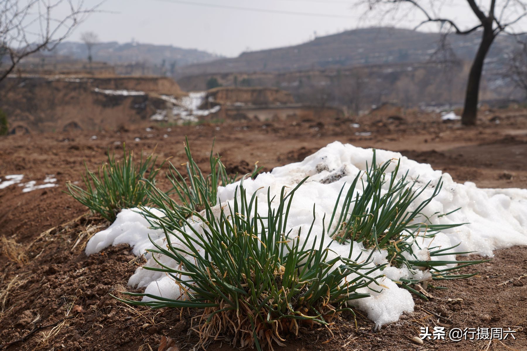 山西8旬大爷把母猪当宠物养,1窝小猪卖14600元,无本生意