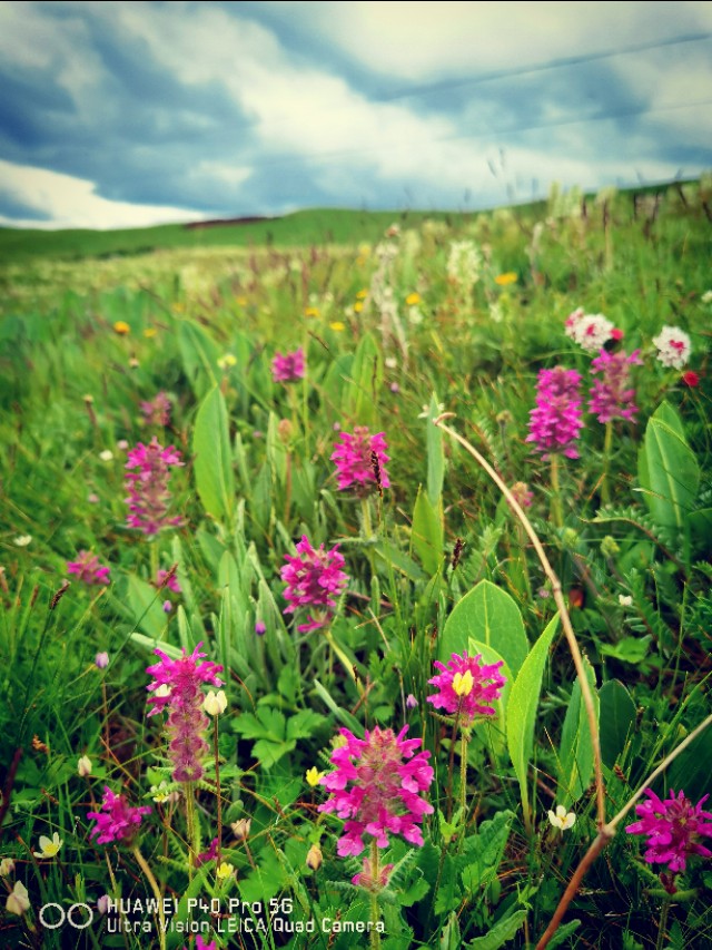一条绝美草原之路,一条绝美的自驾公路