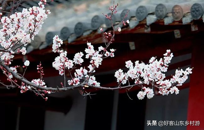 济南春季赏花自驾,济南踏青赏花新模式