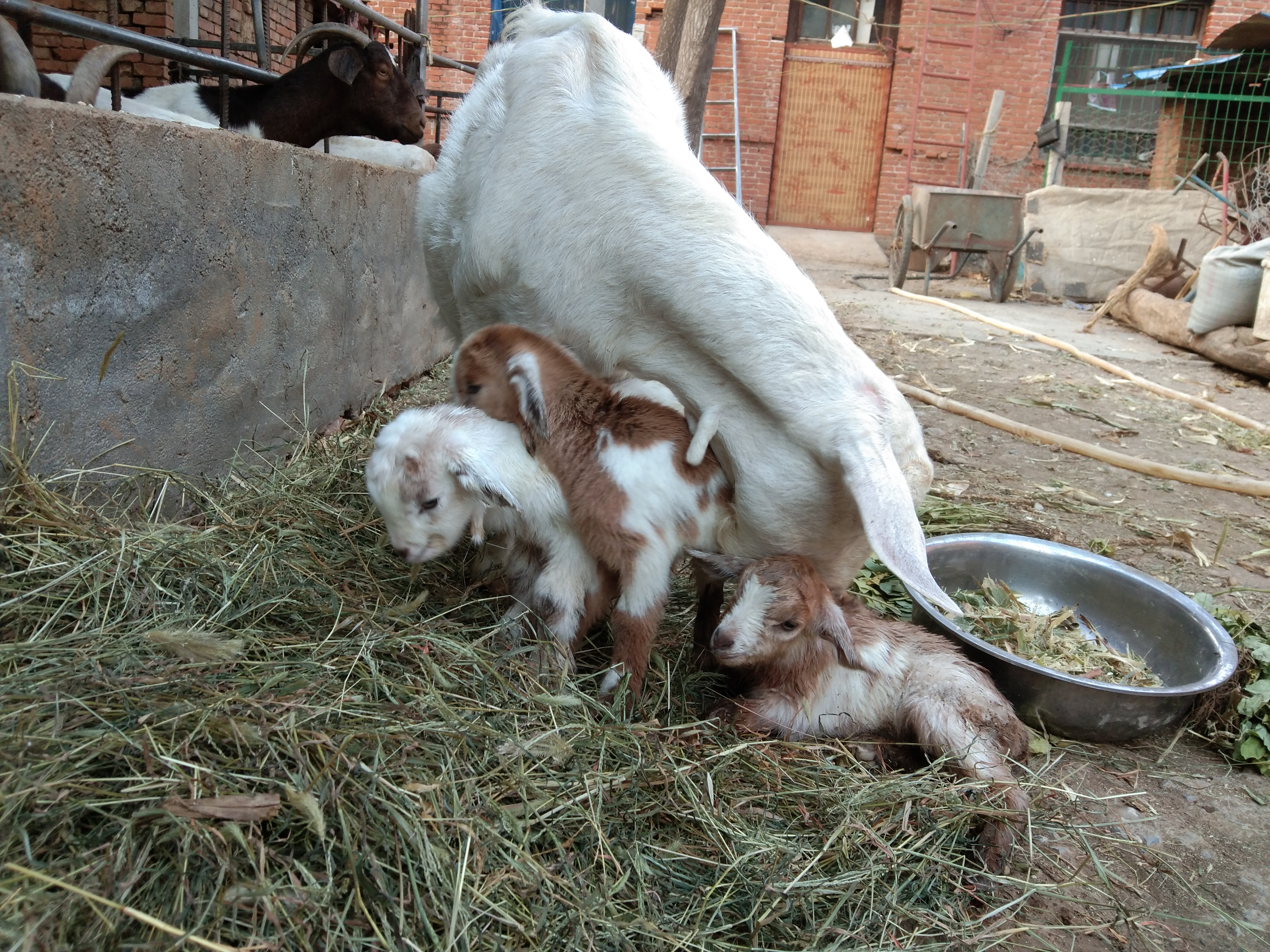 养羊中常遇到的几种母羊不受孕的原因，及其治疗方法、注意事项